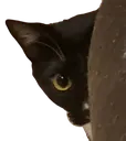 anokipeek