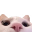KittyPeek