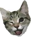 1915winkcat Discord Emoji