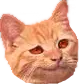 6429smugcat Discord Emoji