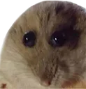 Squshed_rat Squshed_rat