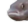 popFish