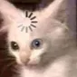 o_gatinho_travou