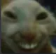 z_gato_sorrindo