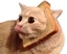 toastcatwot