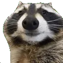 raccoonboi