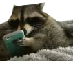 raccoonphone