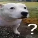 whatdadogdoin whatdadogdoin