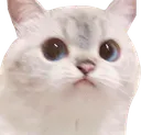 CatConcerned