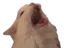 catscream