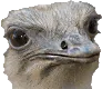 OstrichLookingSad