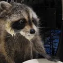 raccoon_wtf raccoon_wtf