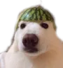 watermelon_doggo