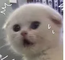 c_catshock2