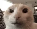 catRaisedEyebrow