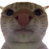 liberty_catstare