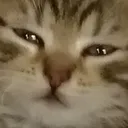 NotsureCat