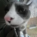 ccathuh Discord Emoji