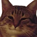 cat cat