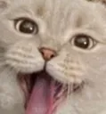 Cattounge