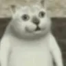 ballsackcat
