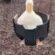 duckswing