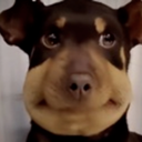 dogawkward Discord emoji