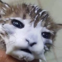 CattoLickedTooMuch Discord emoji