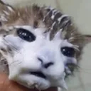 CattoLickedTooMuch