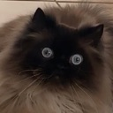 dafuq Discord Emoji - RoyaleMC Community