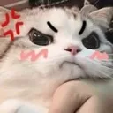 141_FightMeBish