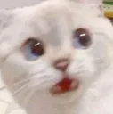 CatWhatt