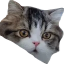 7bsit_cat Discord Emoji