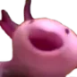 axolotl axolotl