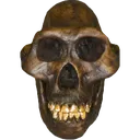 AncientSkull