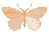 ButterFlyBOrange Discord Emoji