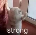 StrongCatto StrongCatto