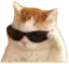 cattherealcoolcat Discord emoji