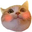 Blushycat blushycat Discord Emoji