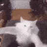 celebrate celebrate
