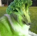 broccolidog