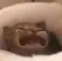 C_Emotional_cat