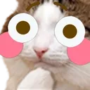 FlushedKitty