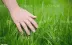 touchgrasses