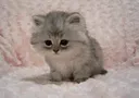 kiteslick