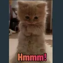 carpe_hmm Discord Emoji