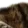 bigcatf