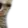 bigcatd