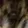bigcate_