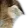 bigcat1